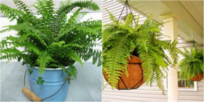 Boston Fern